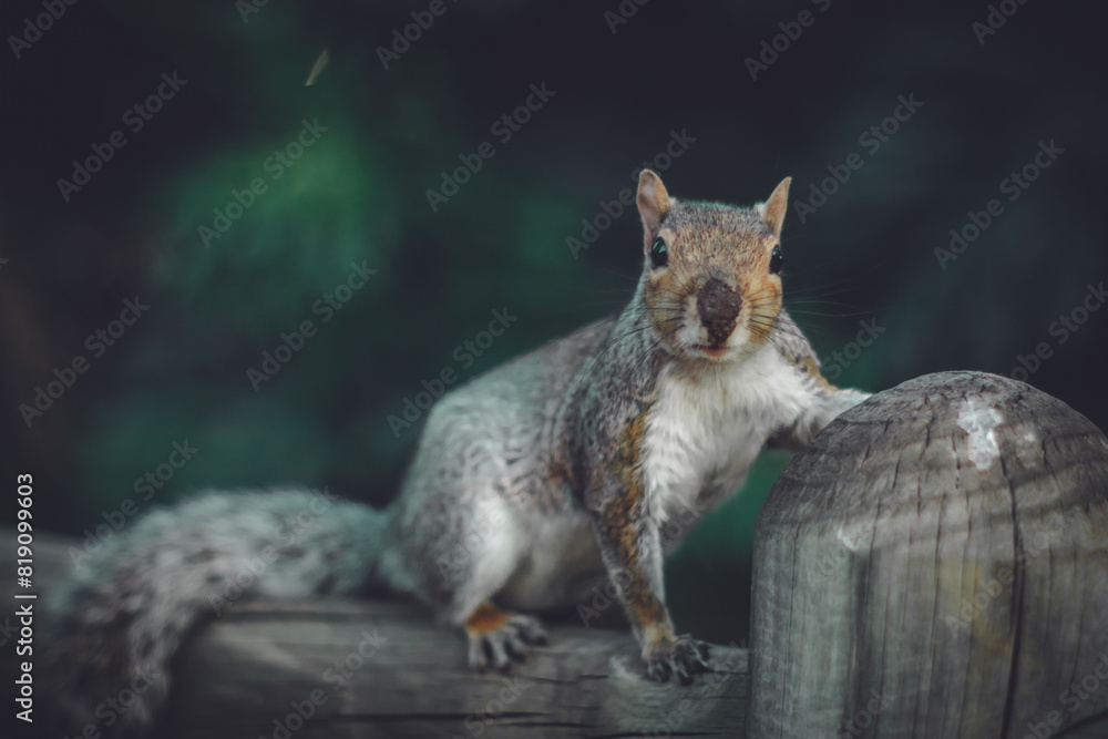 squirrel in the park squirrel in the park