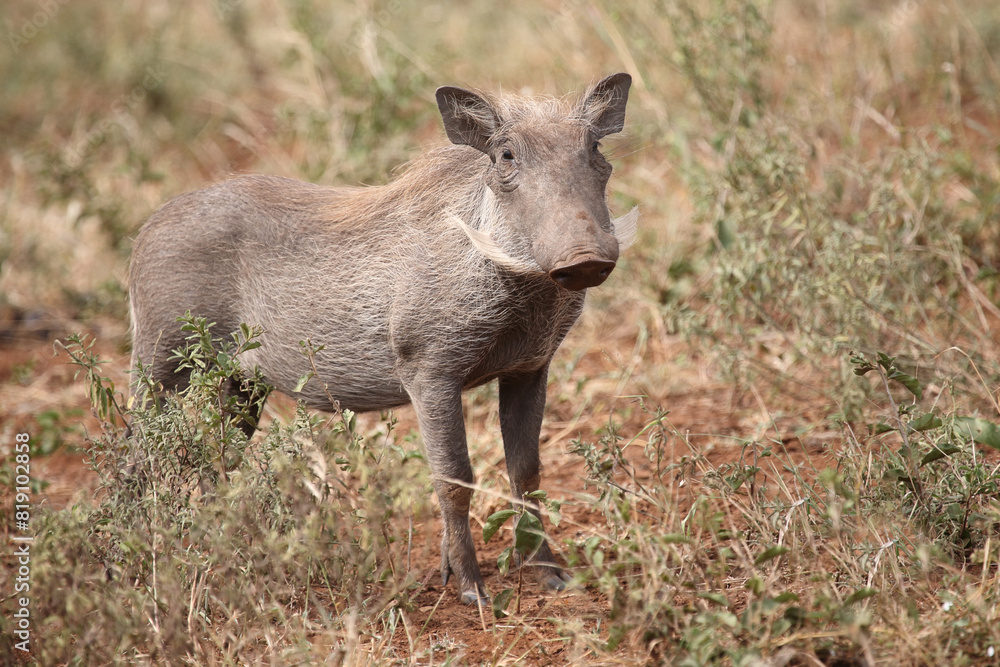 Warzenschwein / Warthog / Phacochoerus africanus Warzenschwein / Warthog / Phacochoerus africanus