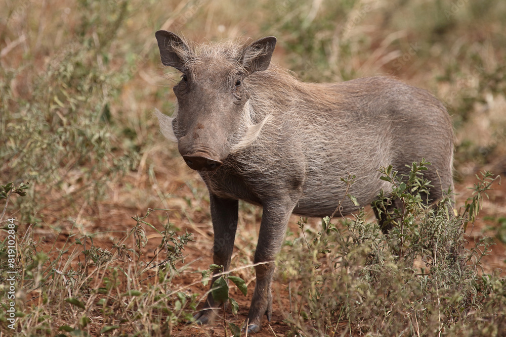 Warzenschwein / Warthog / Phacochoerus africanus Warzenschwein / Warthog / Phacochoerus africanus