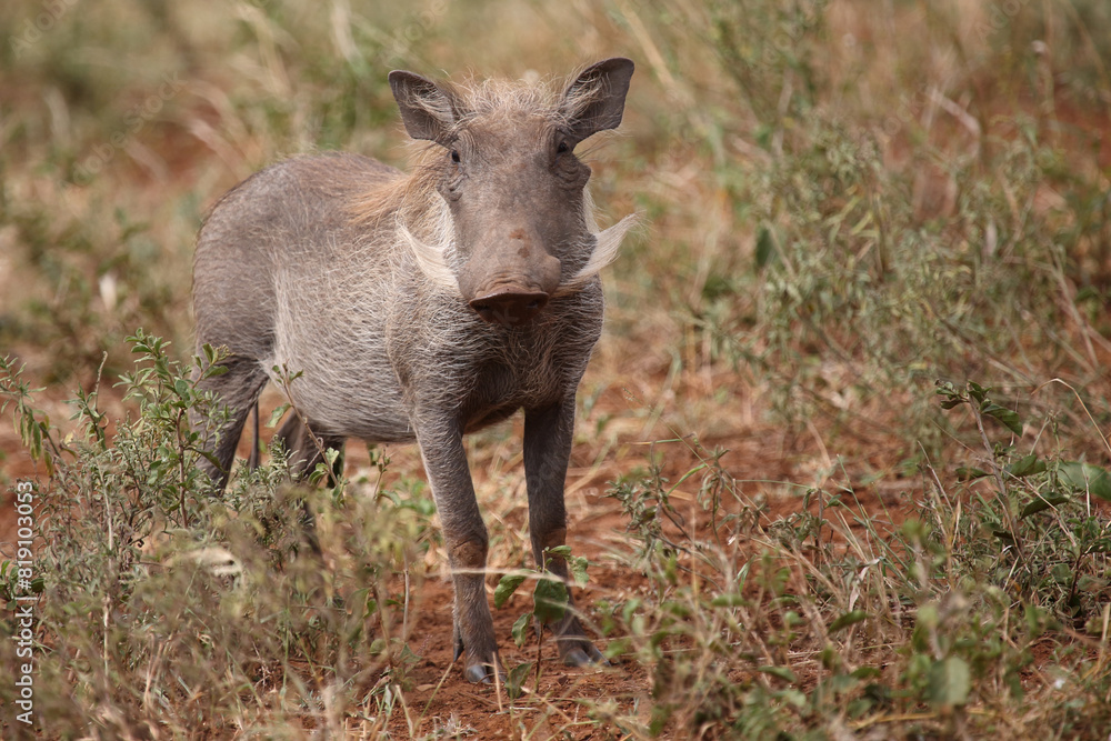 Warzenschwein / Warthog / Phacochoerus africanus Warzenschwein / Warthog / Phacochoerus africanus