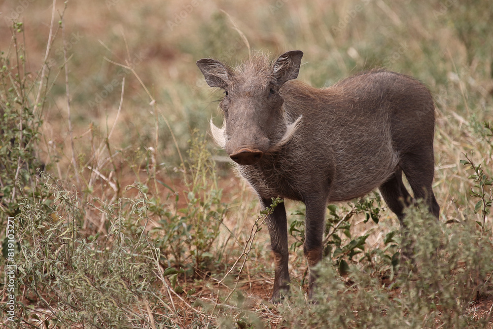 Warzenschwein / Warthog / Phacochoerus africanus Warzenschwein / Warthog / Phacochoerus africanus