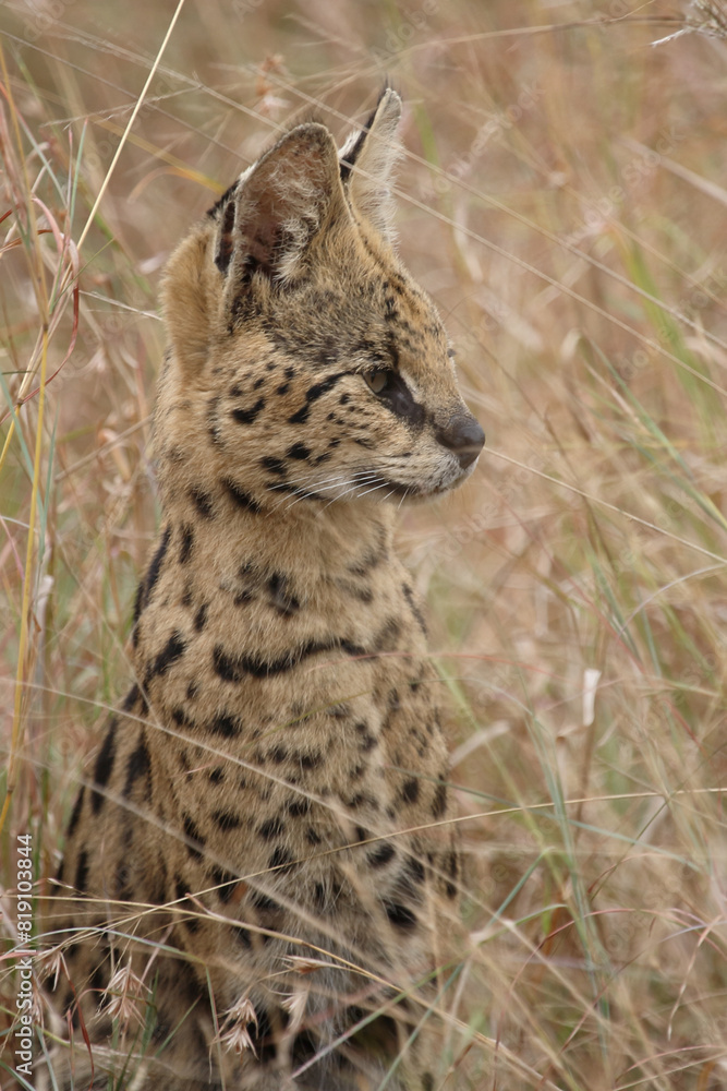 Obraz premium Serval / Serval / Leptailurus serval
