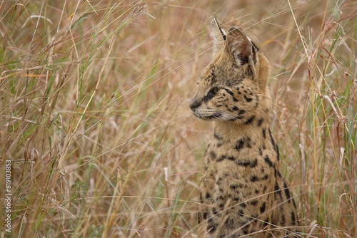 Photography Serval / Serval / Leptailurus serval