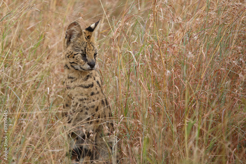 Photography Serval / Serval / Leptailurus serval