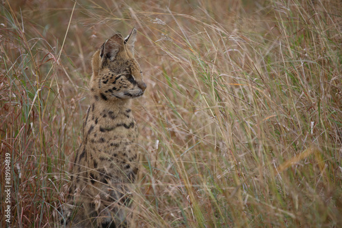 Photography Serval / Serval / Leptailurus serval