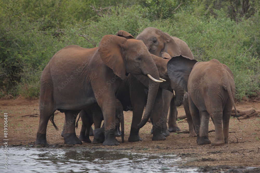 Afrikanischer Elefant / African elephant / Loxodonta africana Afrikanischer Elefant / African elephant / Loxodonta africana