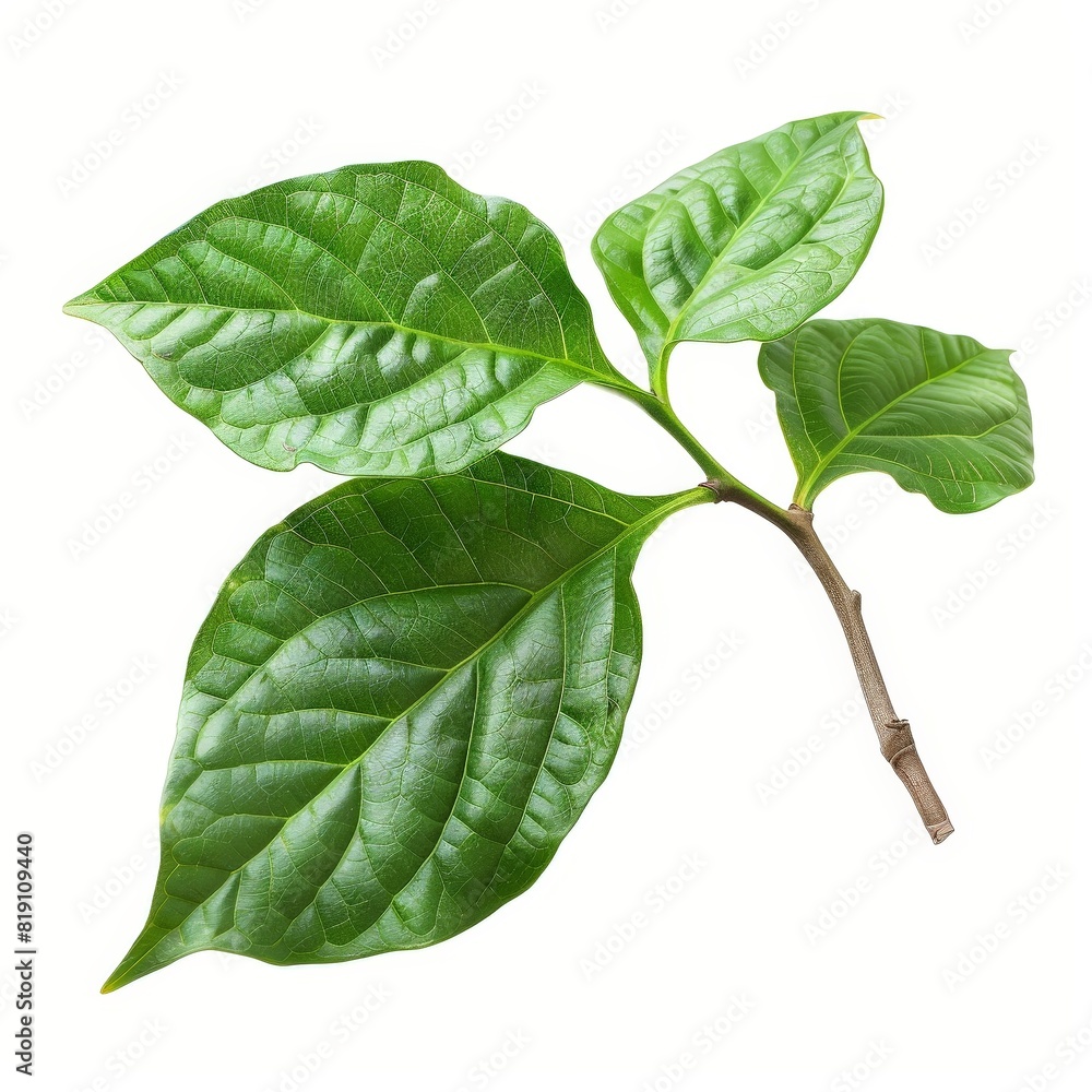 Obraz premium A photo of Starfruit leaf on the branch , super realistic , single object on center , Di-Cut PNG style , isolated on white background