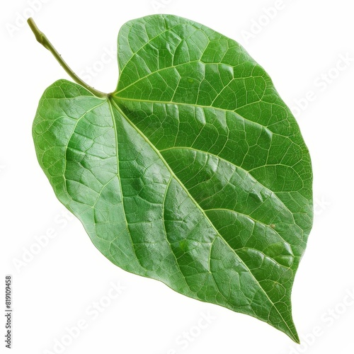 A photo of Stink bean leaf on the branch   super realistic   single object on center   Di-Cut PNG style   isolated on white background