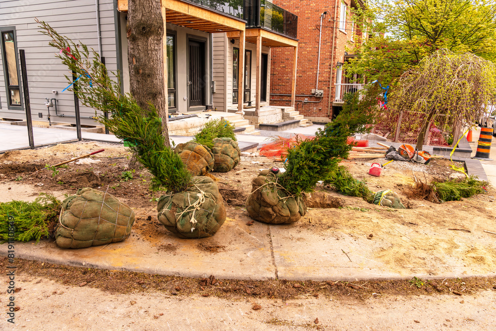 Fototapeta premium Cedar trees ready for planting by the landscape contractor on a new home build in Toronto’s beaches neighborhood in spring