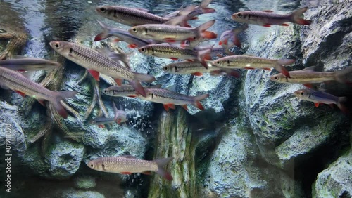 mad carp fish or leptobarbus hoevenii is swimming in aquarium. fresh water fish in Thailand. photo