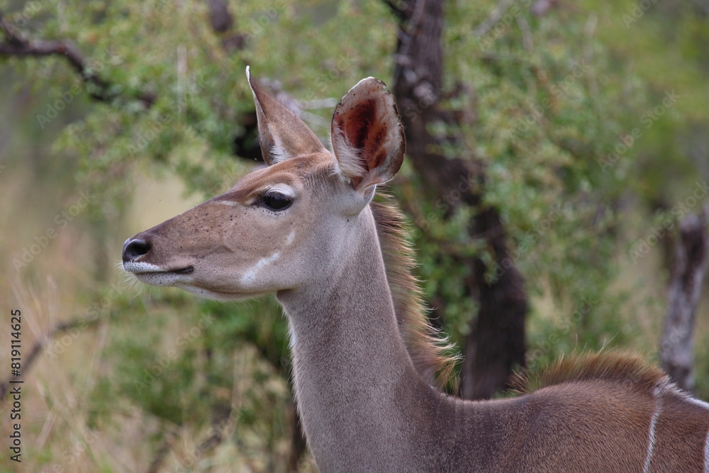 Großer Kudu / Greater kudu / Tragelaphus strepsiceros