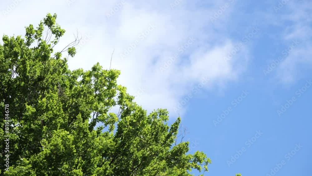 looking up at the tree leaves with blue sky and white fluffy cloud
