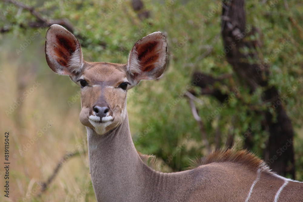 Fototapeta premium Großer Kudu / Greater kudu / Tragelaphus strepsiceros