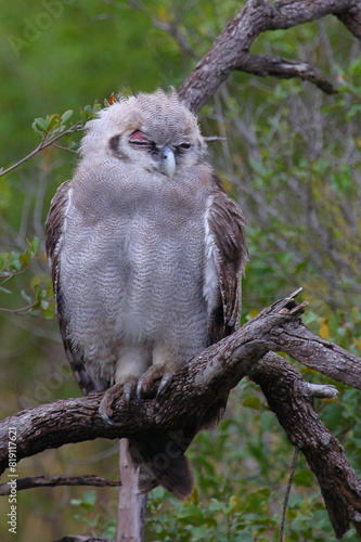 Milchuhu / Verreaux's eagle-owl  / Bubo lacteus or Ketupa lactea photo