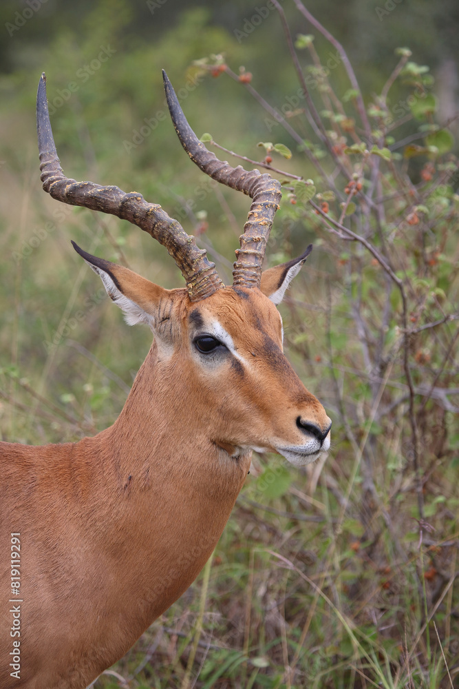 Schwarzfersenantilope / Impala / Aepyceros melampus Schwarzfersenantilope / Impala / Aepyceros melampus