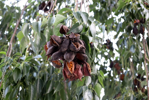 Brachychiton growing in a city park in Israel. photo