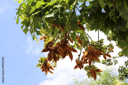 Brachychiton growing in a city park in Israel.