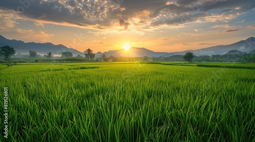 Green rice field  yellow sun