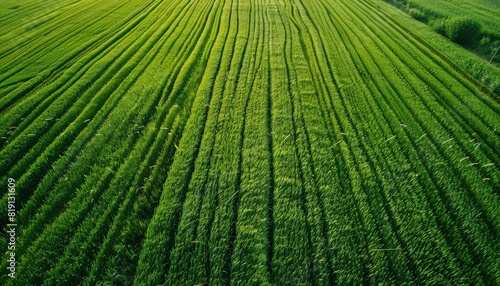 An aerial view of a lush green wheat field.
