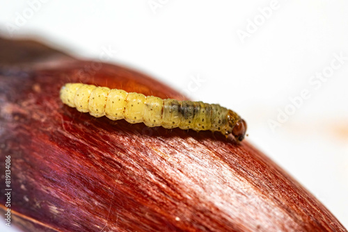 Borer larva (Cydia araucariae) of the pine nut fruit of Araucaria angustifolia photo