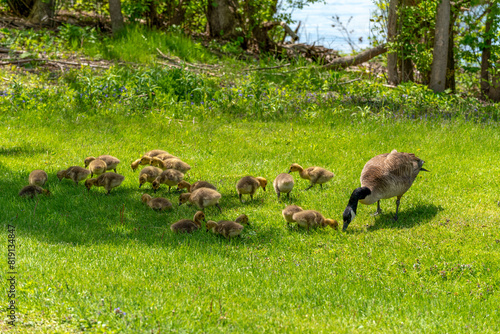 Canada Geese And Goslings On The Fox River Shoreline Near De Pere  Wisconsin  In Spring