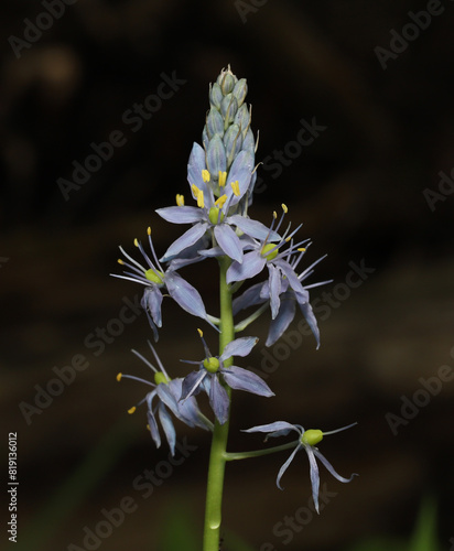 Spring-blooming flowers of the Atlantic Camas (Camassia scilloides).  Flowers open from the bottom of the stalk to the top.  Bulbs were eaten by native Americans.