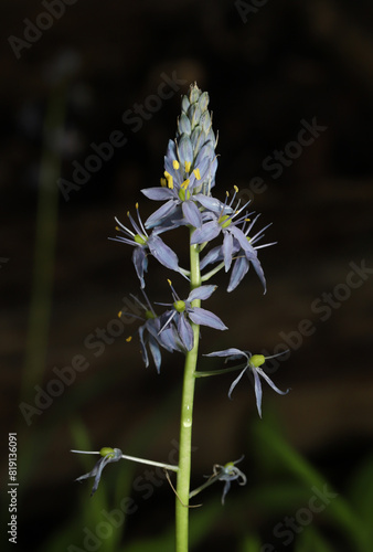 Flowers of the Atlantic Camas (Camassia scilloides), which bloom in April to May.  Flowers open from bottom of the stalk to the top in order. 