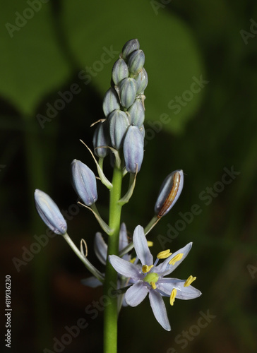 Close-up of the flowering stalk of an Atlantic Camas (Camassia scilloides) in an Ohio woodland. 