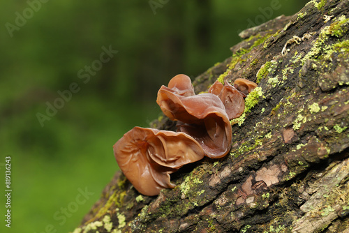 Fotografie A fruiting body of a wood-ear fungus (Auricularia) growing on a dead tree trunk in Ohio