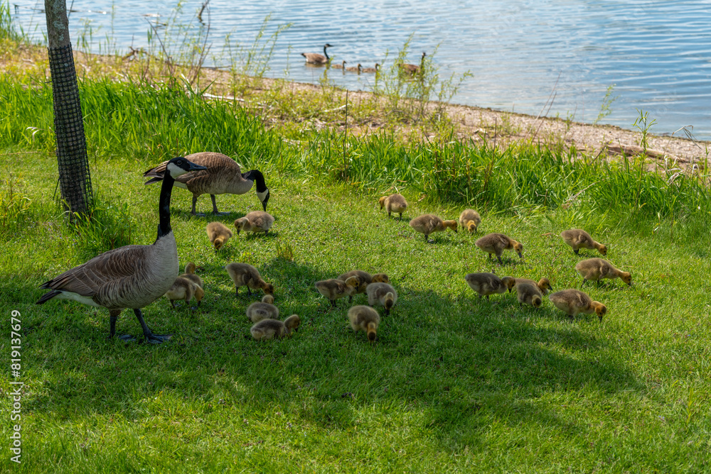 Canada Geese And Goslings On The Fox River Shoreline Near De Pere, Wisconsin, In Spring