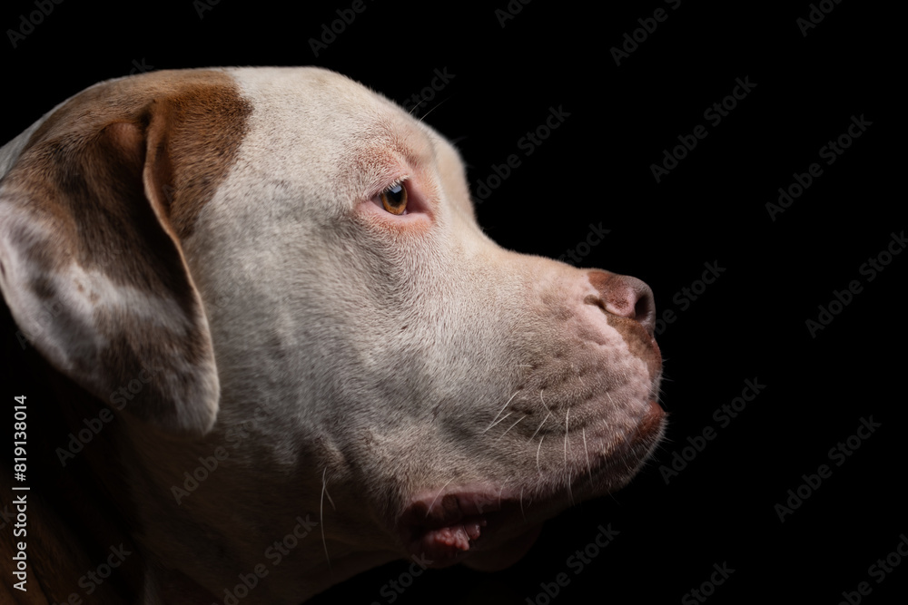 Close up profile portrait photo of the head of a large pitbull breed dog Close up profile portrait photo of the head of a large pitbull breed dog