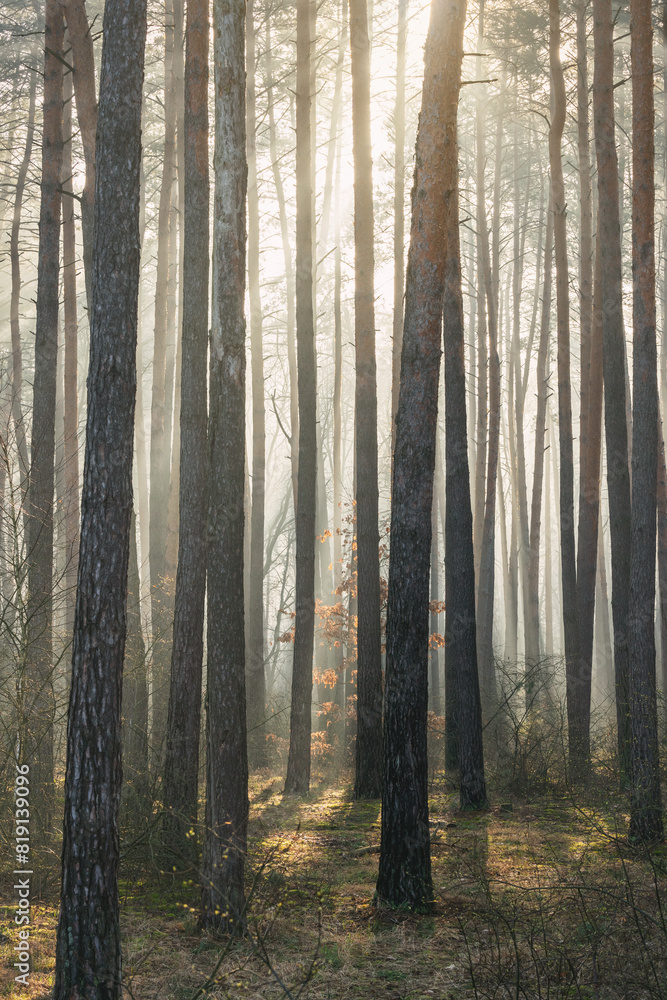 Fototapeta premium Beautiful sun rays in a foggy, morning, pine forest