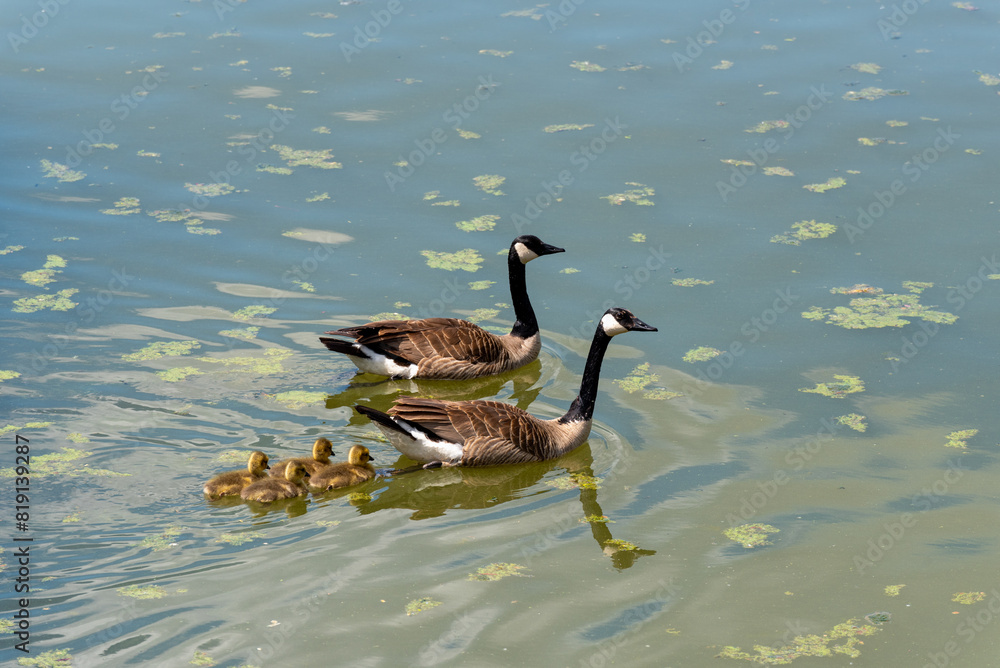 Canada Geese And Goslings Swimming On The Fox River Near De Pere, Wisconsin, In Spring