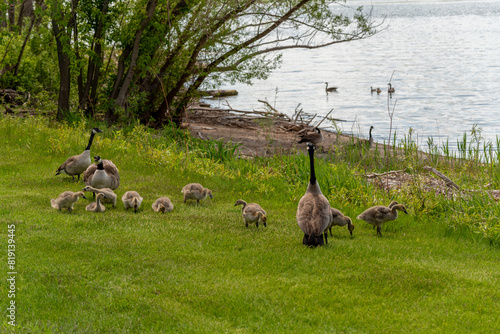 Canada Geese And Goslings On The Fox River Shoreline Near De Pere, Wisconsin, In Spring photo