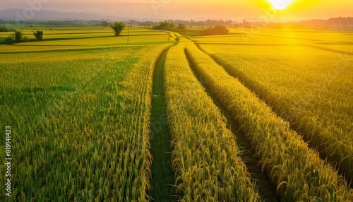 A golden rice field with a small path in the middle and a beautiful sunset in the background.