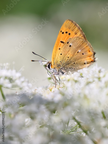 Lycaena virgaureae, known as Scarce copper butterfly, feeding on Cow Parsley, Anthriscus sylvestris photo