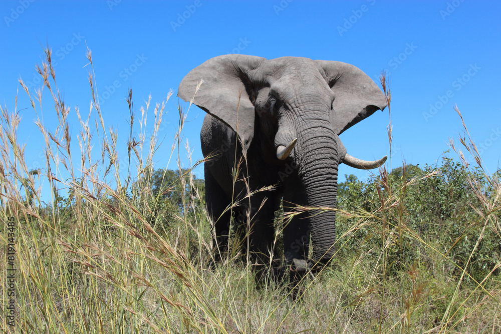 Fototapeta premium Afrikanischer Elefant / African elephant / Loxodonta africana