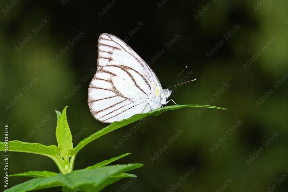 white butterfly in the wild life in the morning white butterfly in the wild life in the morning