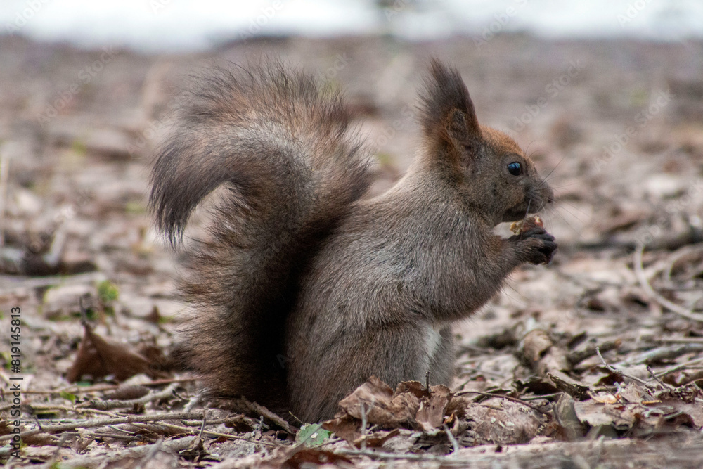 Fototapeta premium ナッツを食べるエゾリス