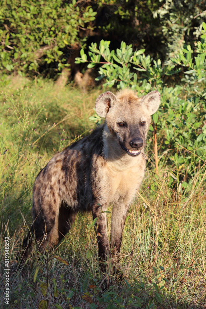 Tüpfelhyäne / Spotted hyaena / Crocuta crocuta... Tüpfelhyäne / Spotted hyaena / Crocuta crocuta...
