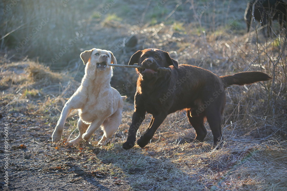 two dogs playing, Labrador dogs play working labradors yellow and chocolate play with a stick, girl and boy labrador two dogs playing, Labrador dogs play working labradors yellow and chocolate play with a stick, girl and boy labrador