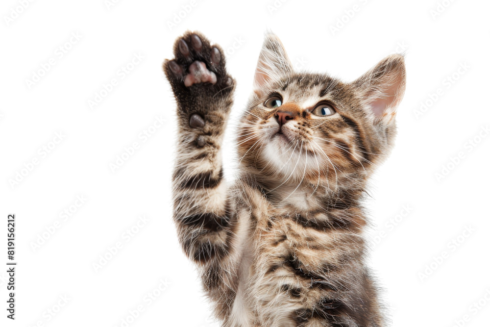 Fototapeta premium Cute tabby kitten raising paw playfully. Isolated on transparent background. perfect for pet-related designs and projects.