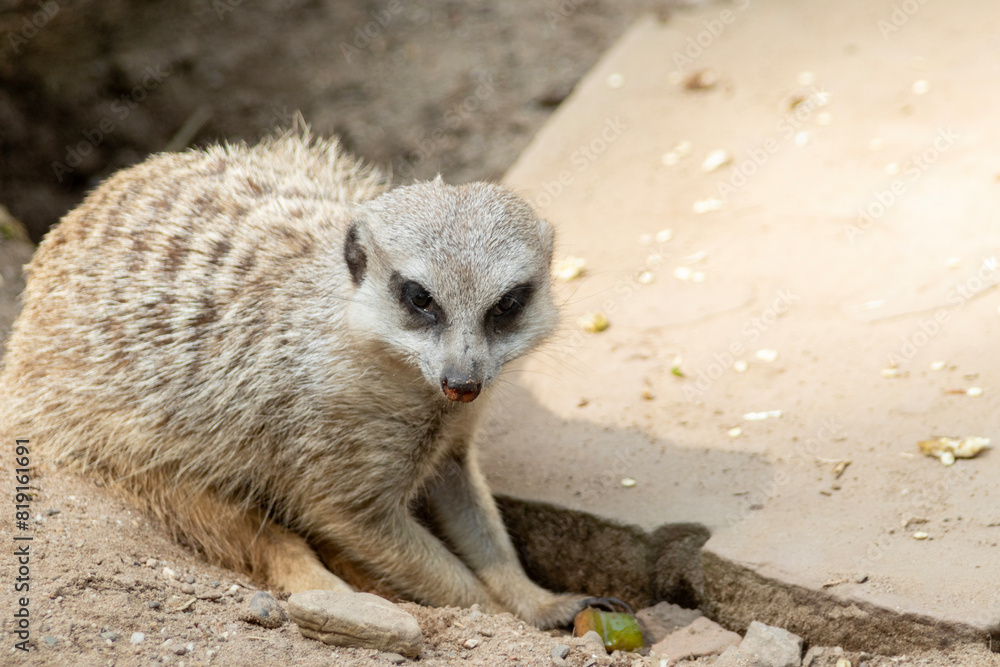 Fototapeta premium meerkat on the lookout