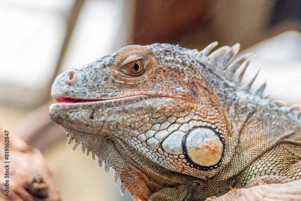 Fototapeta premium close up of iguana