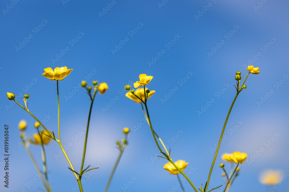 Pretty yellow buttercup flowers against a blue sky, with selective focus Pretty yellow buttercup flowers against a blue sky, with selective focus