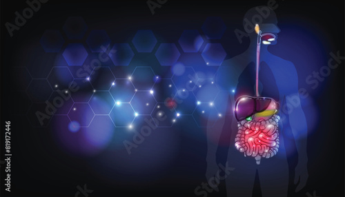 The digestive system abstract background. The picture shows the significant structures of the digestive tract