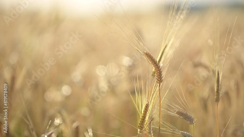 麦の穂 photo