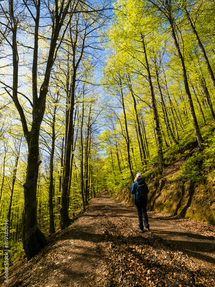 Fototapeta premium Bosque