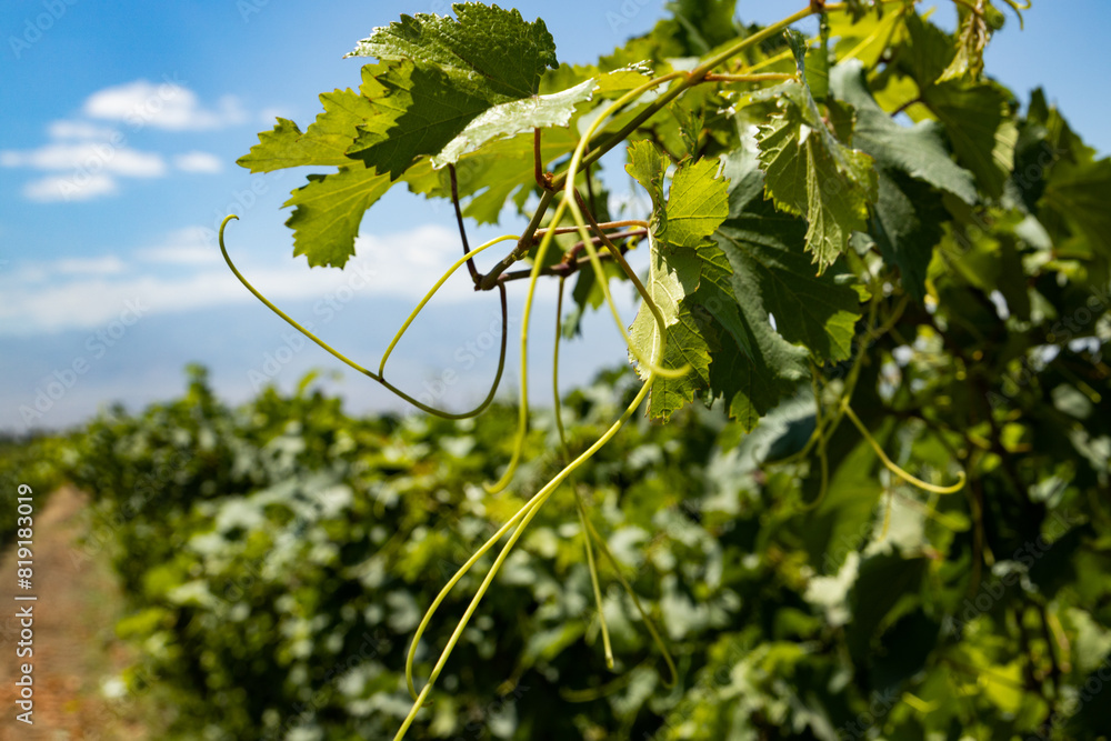 Dancing Vines in Armenian Ararat Vineyard