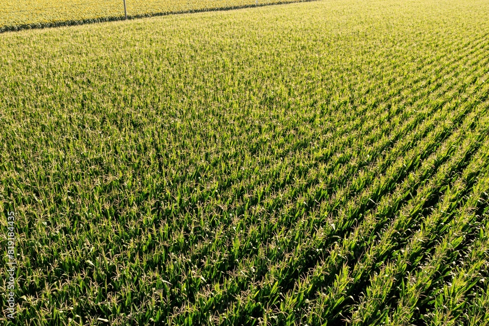 recent corn field recent corn field